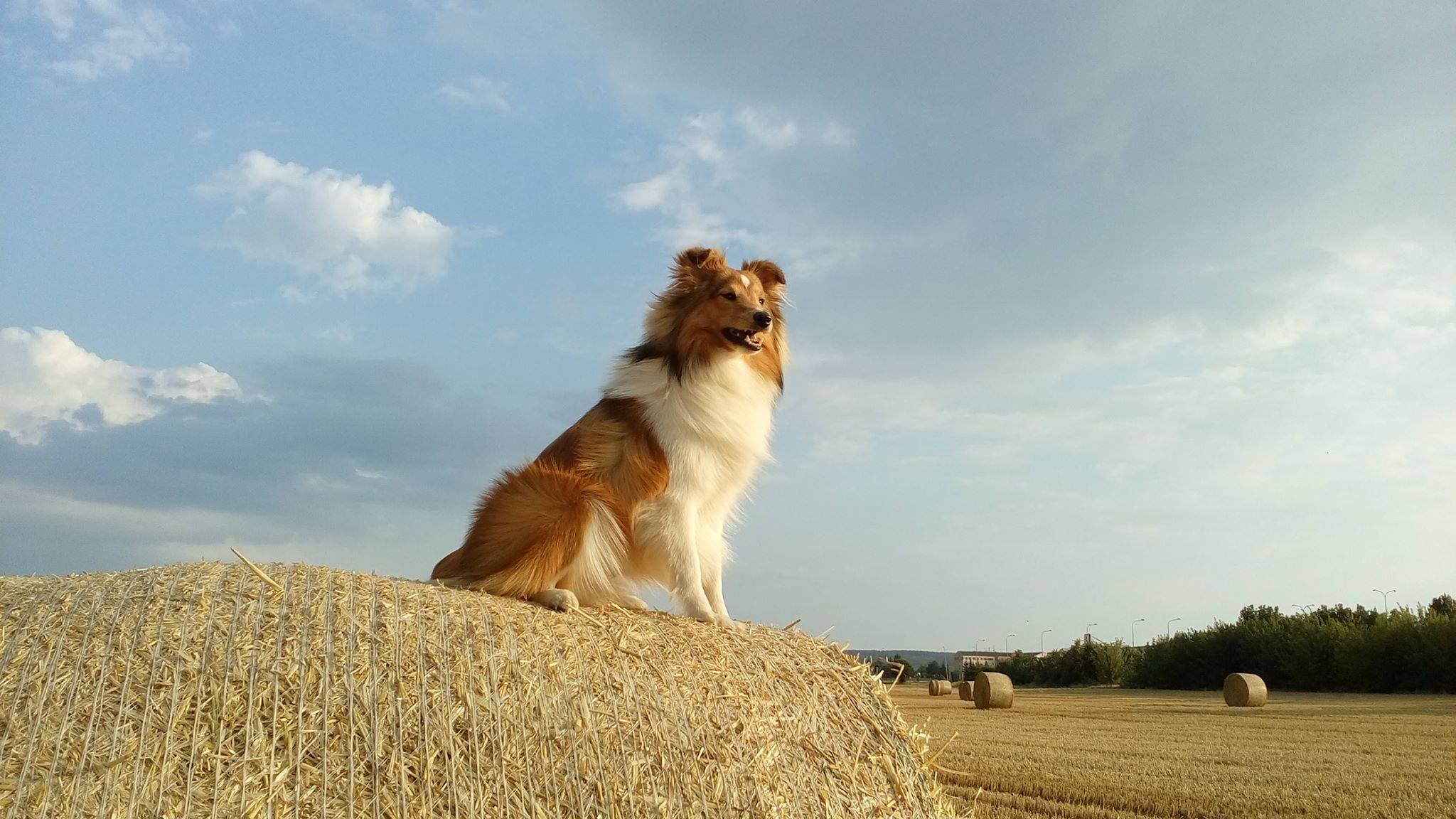 Evergreen Essex Shetlandská hvězda